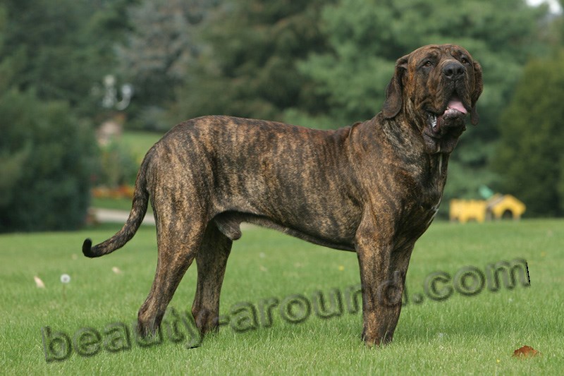 Bulldogs and Mastiff (breeds and photos)
